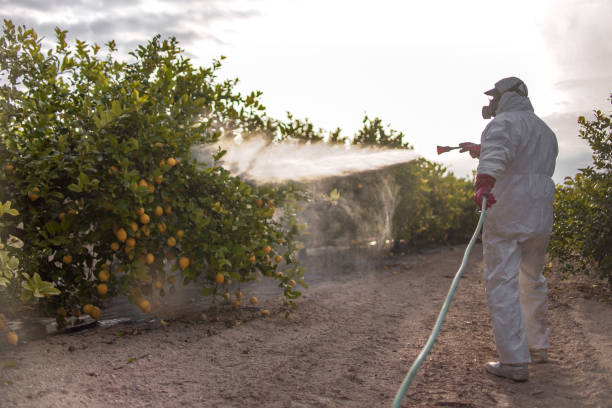 Best Pest Removal Services  in Wewa, OK