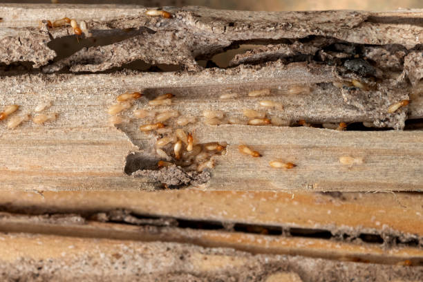 Best Affordable Pest Control Services  in Wewa, OK