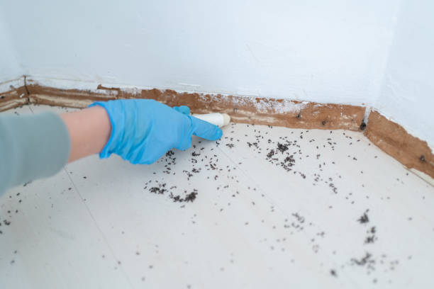 Best Pest Control Treatment  in Wewa, OK